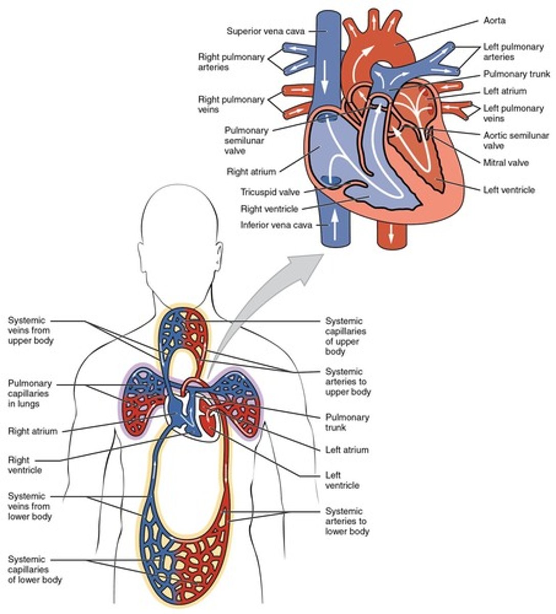 <p>Pathway of blood through heart chambers.</p>