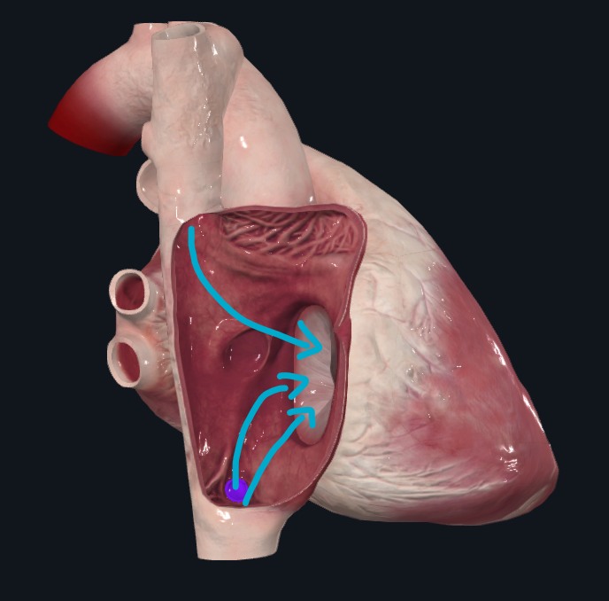 <p>Llega sangre venosa de</p><ul><li><p>Vena cava superior</p></li><li><p>Vena cava inferior</p></li><li><p>Seno coronario</p></li></ul><p>Hacia ventrículo derecho</p>