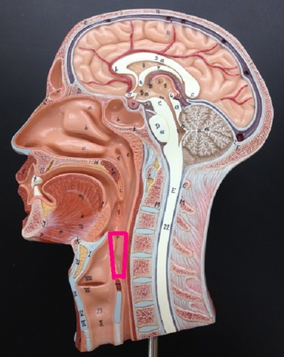 <p>The part of the pharynx located behind the larynx.</p>