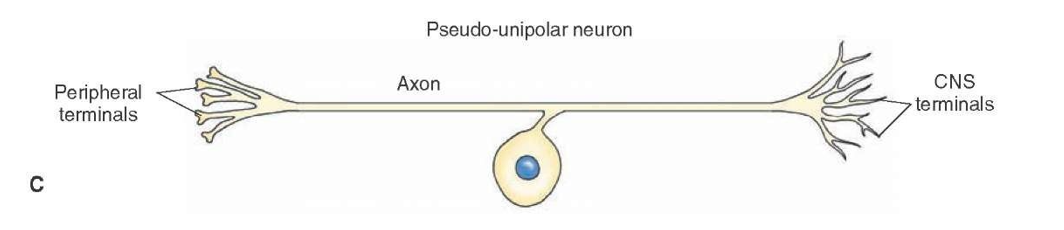 <ul><li><p>Cannot distinguish dendrites from axons</p></li><li><p>Cell body centrally located</p></li><li><p>Occur in brain and special sense organs</p></li><li><p>Function is poorly understood</p></li></ul><p></p>