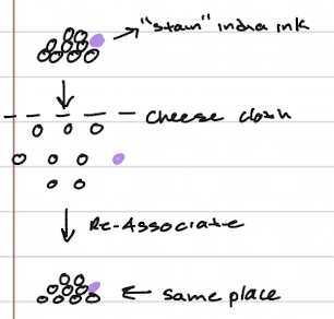 <ul><li><p><span> </span>intact sponge tissue is first separated into individual cells (some stained purple with "india ink"), then passed through a cheese cloth to completely dissociate them</p></li><li><p>When these individual cells are allowed to settle and interact, they re-associate to form a functional sponge again, showing that cells inherently recognize and stick to each other</p></li></ul><p></p>