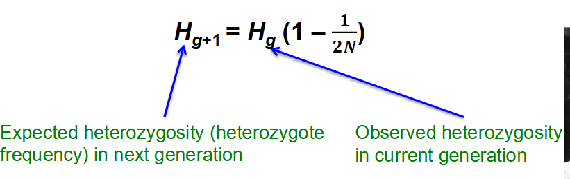 <p>remember to use effective population size and raiseto the power of t (time)</p>