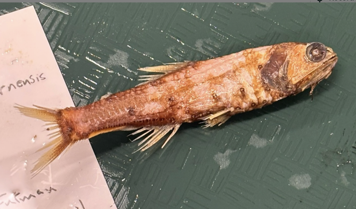 <p>California Lanternfish <strong>Family</strong></p>