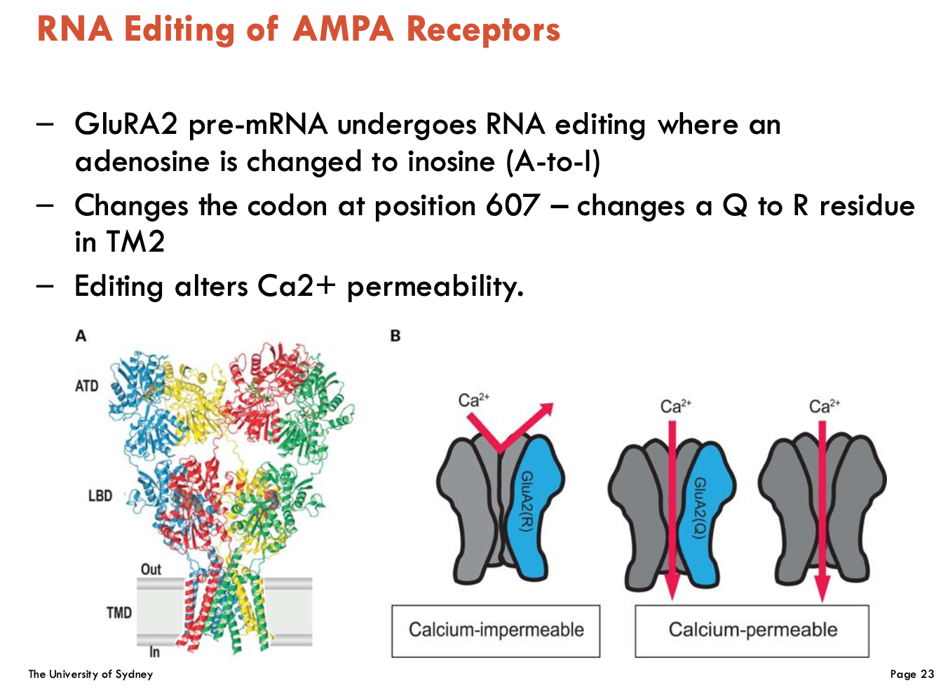 <p>GluRA1 pre-mRNA undergoes RNA editing, where an adenosine is changed to inosine (A-to-I)</p><ul><li><p>changes codon at pos. 607 → changes Q to R residue</p></li><li><p>editing alters Ca<sup>2+</sup> permeability</p></li></ul><p></p>