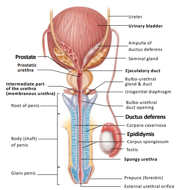 The testis-associated duct system.
