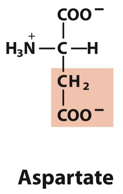 <ul><li><p>Asp, D</p></li><li><p>Neg charge</p></li></ul><p></p>