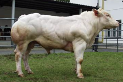 -Originated in BELGIUM
-White or has markings, large sized
-Double muscled