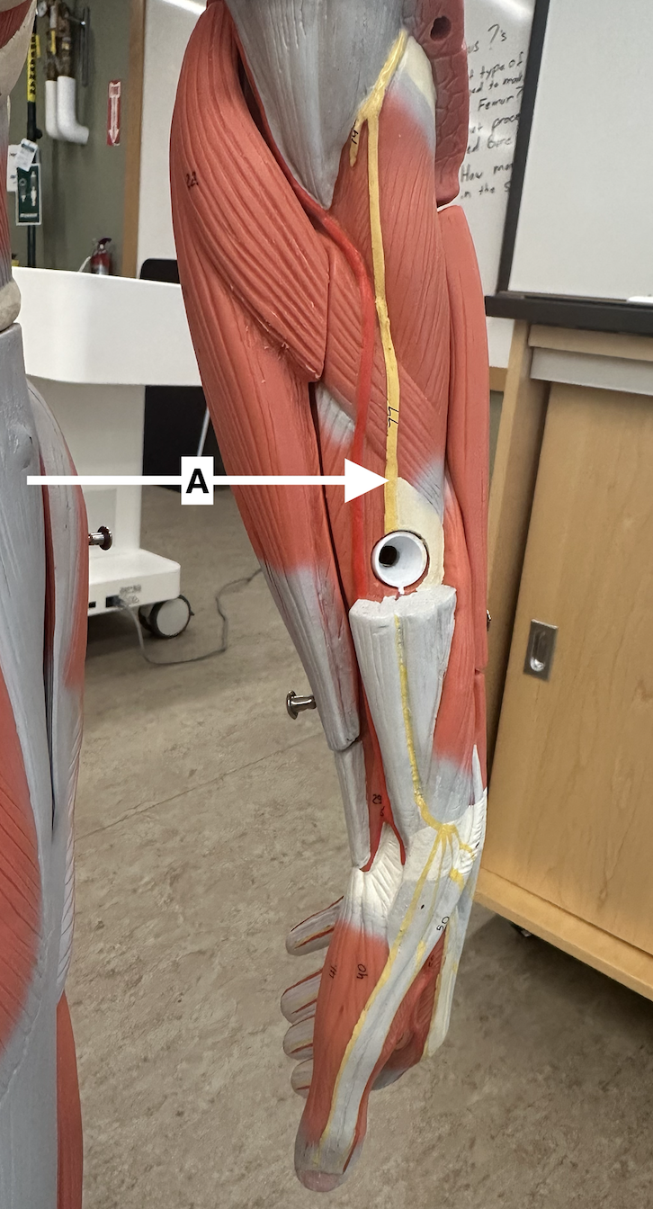 <p>Name point A.</p>