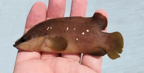 <p>brown body with scattered white spots</p><p>rounded pectoral,anal, dorsal and cadual fins</p><p>upper portion of head is brownish with pale stripe along profile</p>