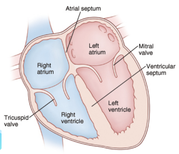 <p>circulation of blood</p>