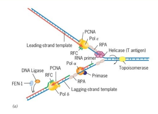 <p>The polymerase needs to 1. remain associate with the template over long stretches and 2. be attached loosely enough to move one nucleotide to the next</p><p>The polymerase binds to a sliding clamp.</p><ul><li><p>Prokaryotic: Beta clamp</p></li><li><p>Eukaryotic: PCNA (proliferating cell nuclear antigen)</p></li></ul><p></p>