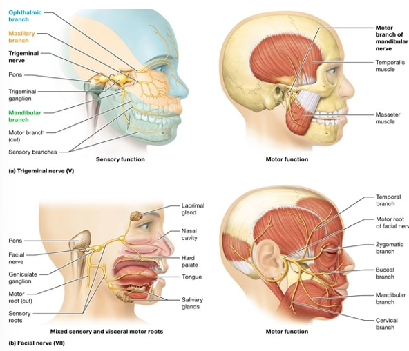 <ul><li><p>Trigeminal (V)</p></li><li><p>Facial (VII)</p></li><li><p>Glossopharyngeal (IX)</p></li><li><p>Vagus (X)</p></li></ul><p></p>
