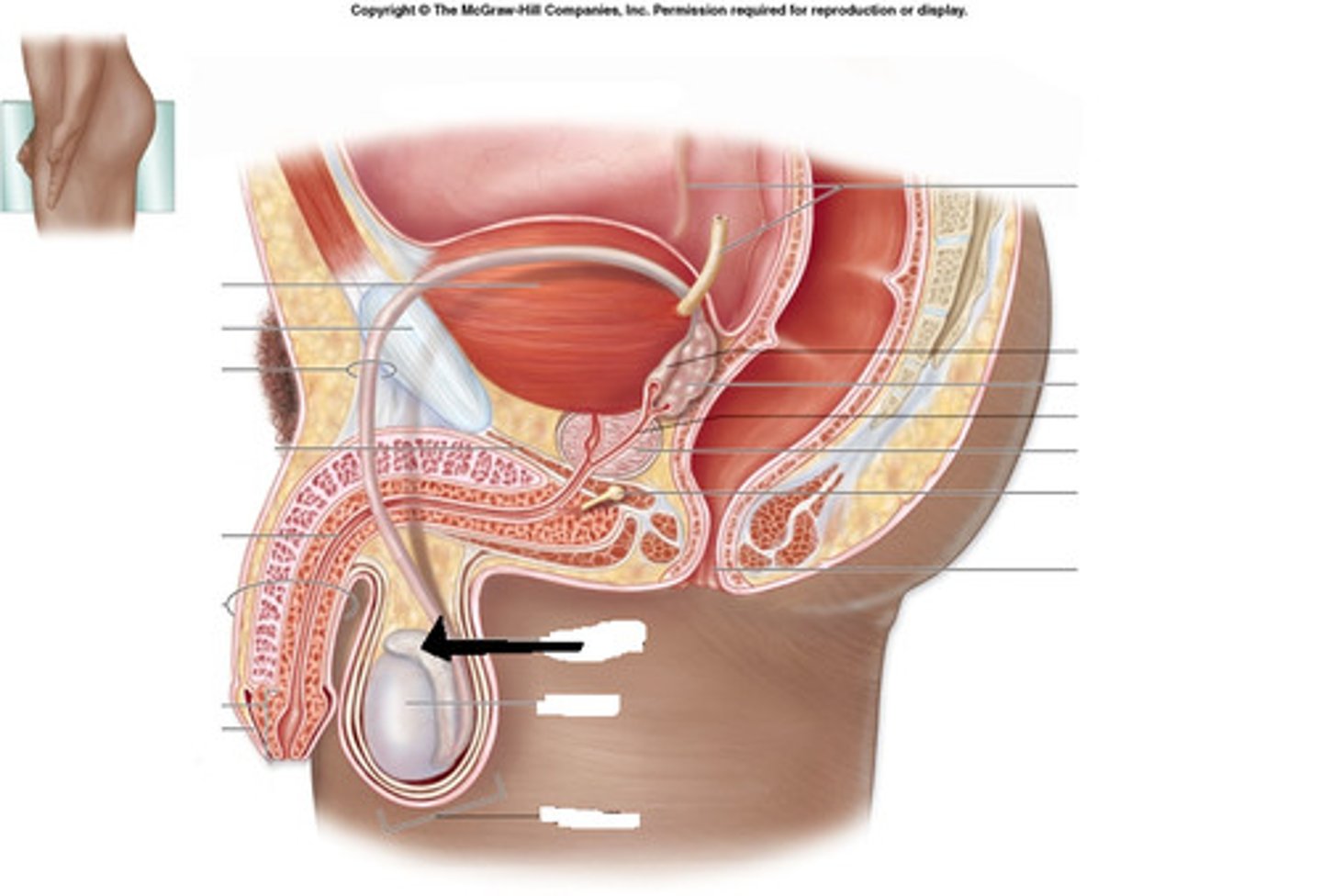 <p>coiled tubes at the top of the testis in which sperm are stored</p>