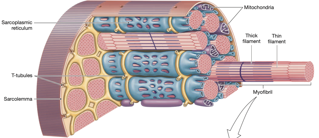long and cylindrical cell with hundreds of nuclei on the surface