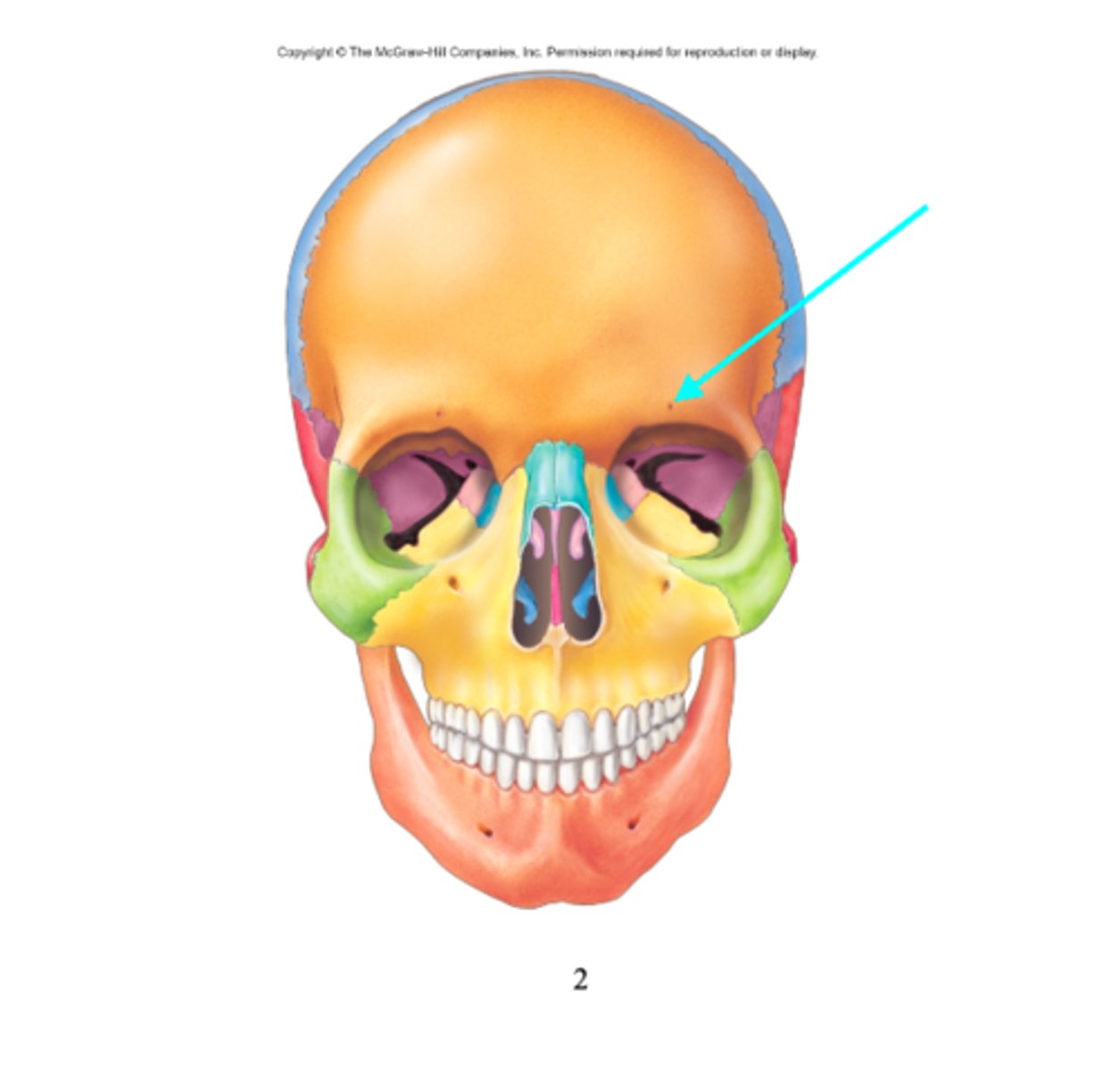 <p>What feature is the blue arrow pointing at?</p>