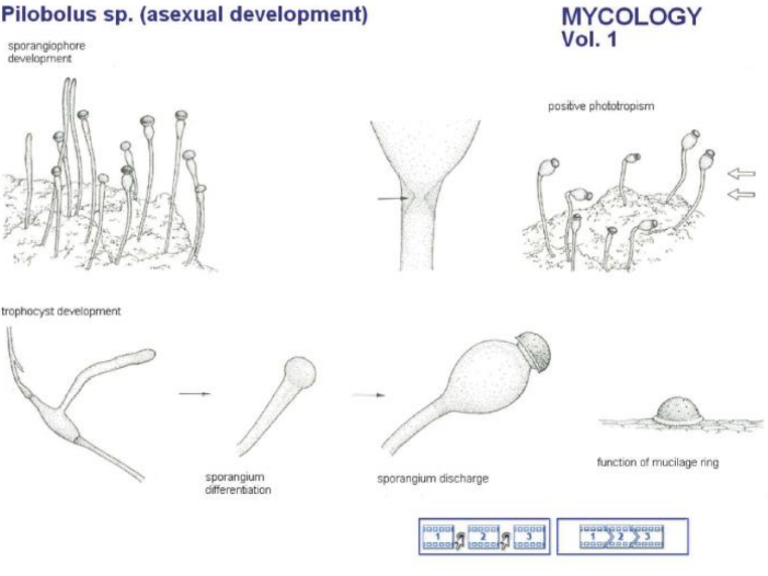 <p>Phototropism of Pilobolus </p><p>Aerial growth directed toward the light. </p><p>Black spore mass at head of sporangium is ejected 3 meters after rupture of sub-sporangial vesicle.</p><p>Parasitic nematode larvae crawl up sporangium are launched along with spores.</p>