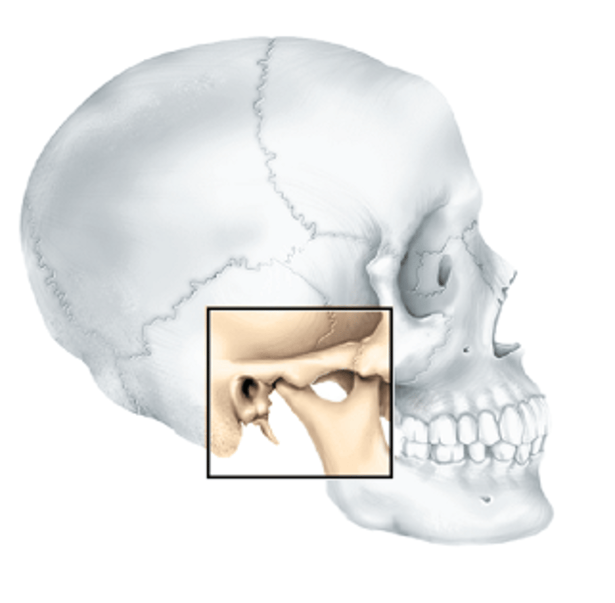 <p>the articulation of the condyle of the mandible with the mandibular fossa of the temporal bone.</p>