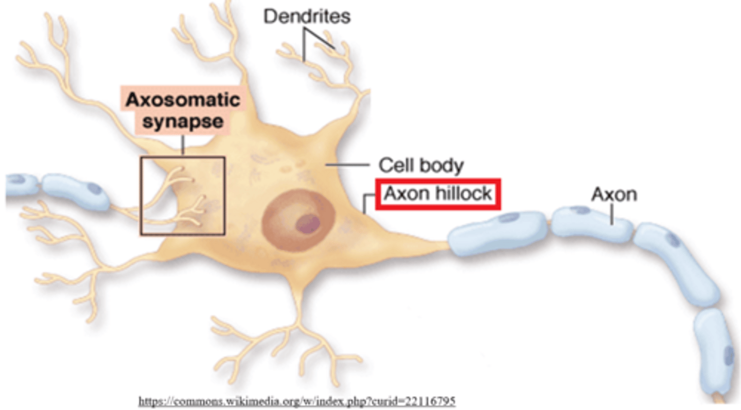 <p>axon hillock</p>