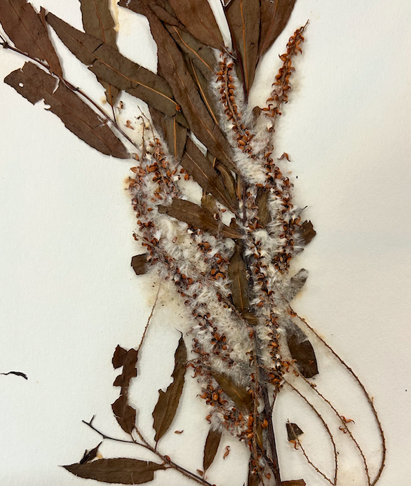 <p>Salicaceae</p><p><em>Salix</em></p>