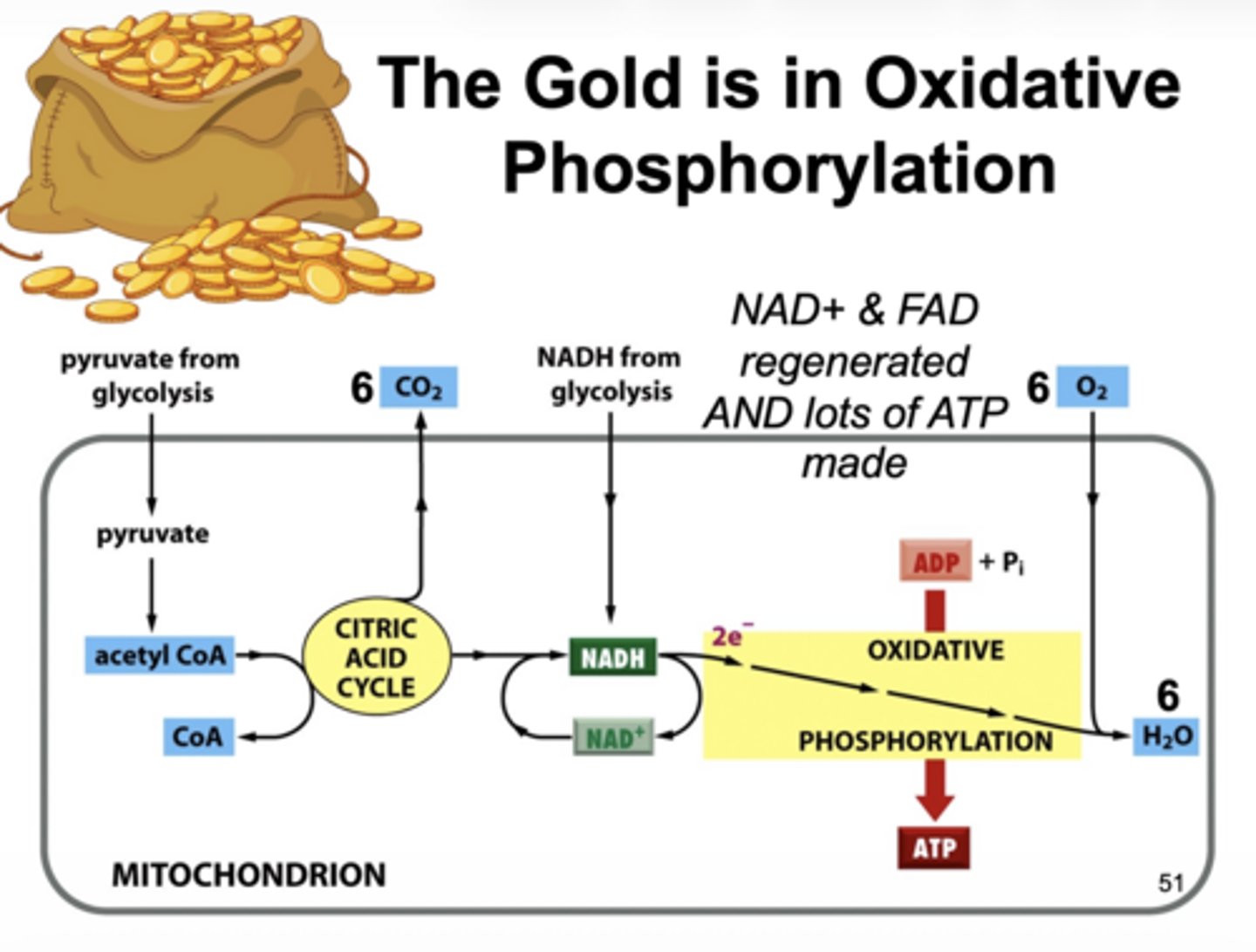 <p>oxidative phosphorylation</p>