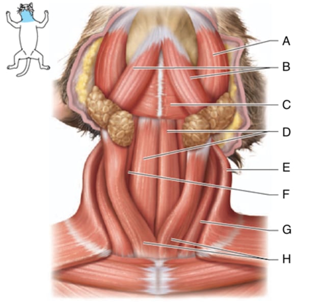 <p>What is the muscle indicated by letter C?</p>