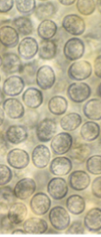 <p>The eggs in this image match which species?</p>