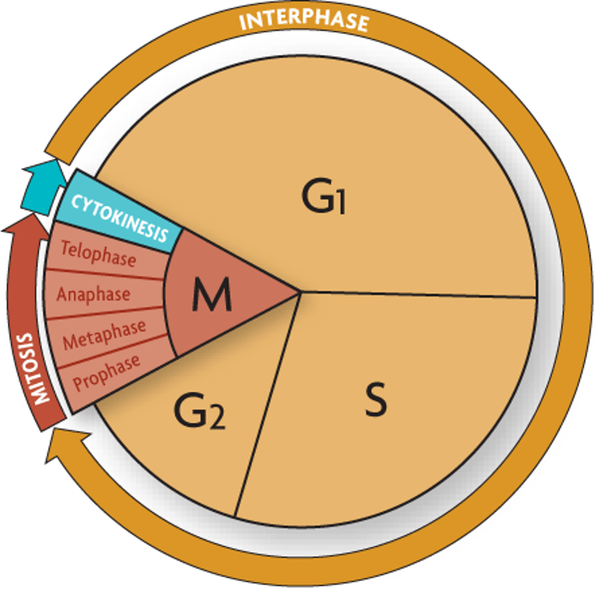 <p>The first stage of the cell cycle considered as the growth period. It consists of G1, S, and G2.</p>