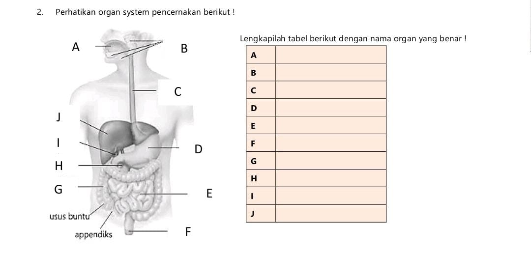 <p>Lengkapilah tabel berikut dengan nama organ yang benar!&nbsp;</p>