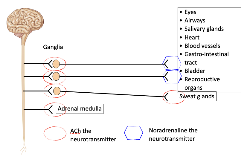 <p>Efferent nerves of the sympathetic nervous system (SNS) leave the spinal cord in the thoracic and lumbar regions</p><p>Both ACh and noradrenaline&nbsp; (also called norepinephrine) act as neurotransmitters in the sympathetic nervous system</p><p>All ganglia  have nicotinic AChRs</p><p>Sweat glands have muscarinic AChRs</p>