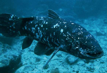 <p>Most were likely <strong>freshwater with lungs</strong>, though some later <strong>adapted to marine environments</strong>.</p>