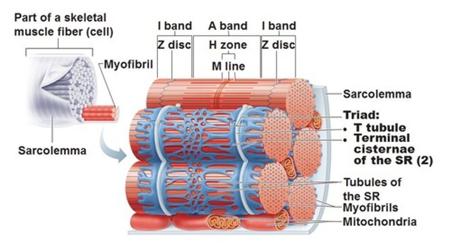 <p>a T tubule and two terminal cisternae associated with it</p>