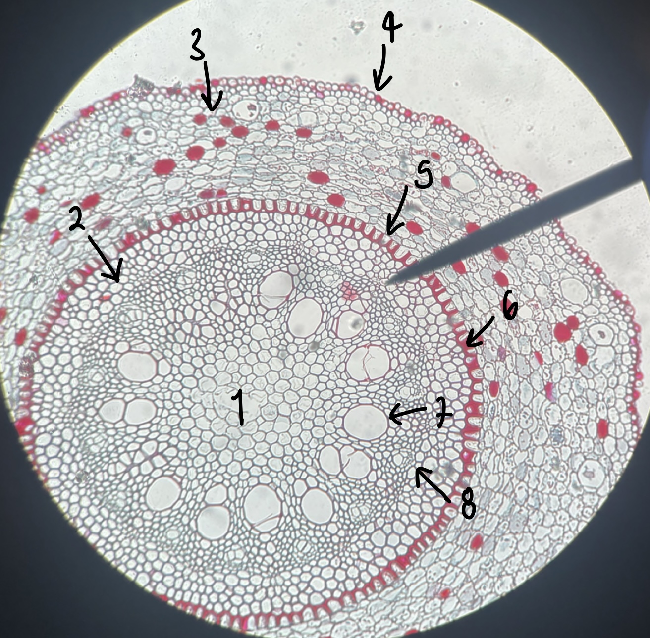 <p>name the structure in label 5</p>