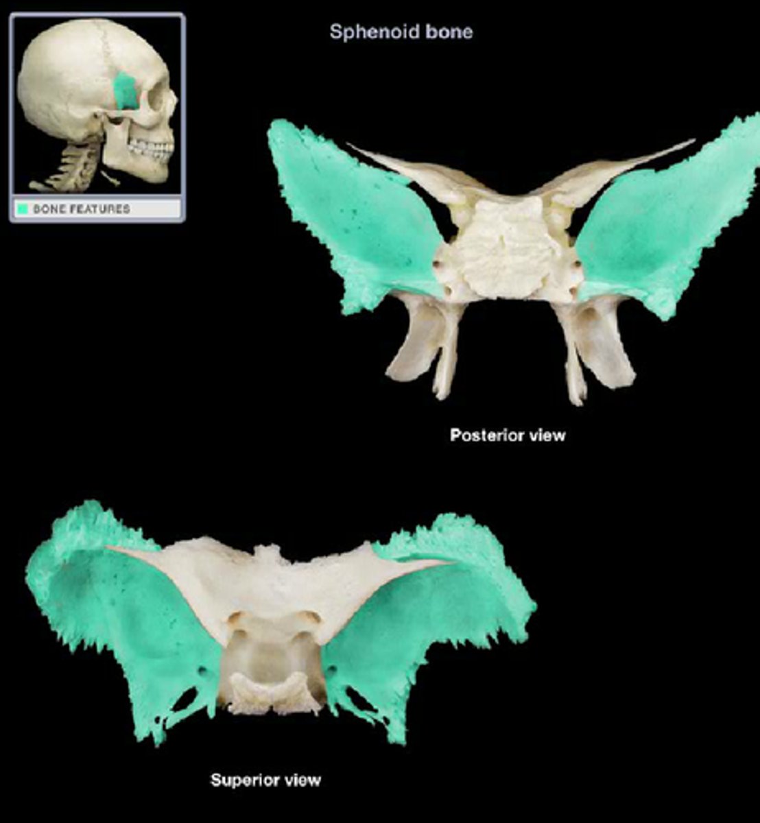 <p>Are projections that project inferior and laterally•</p>