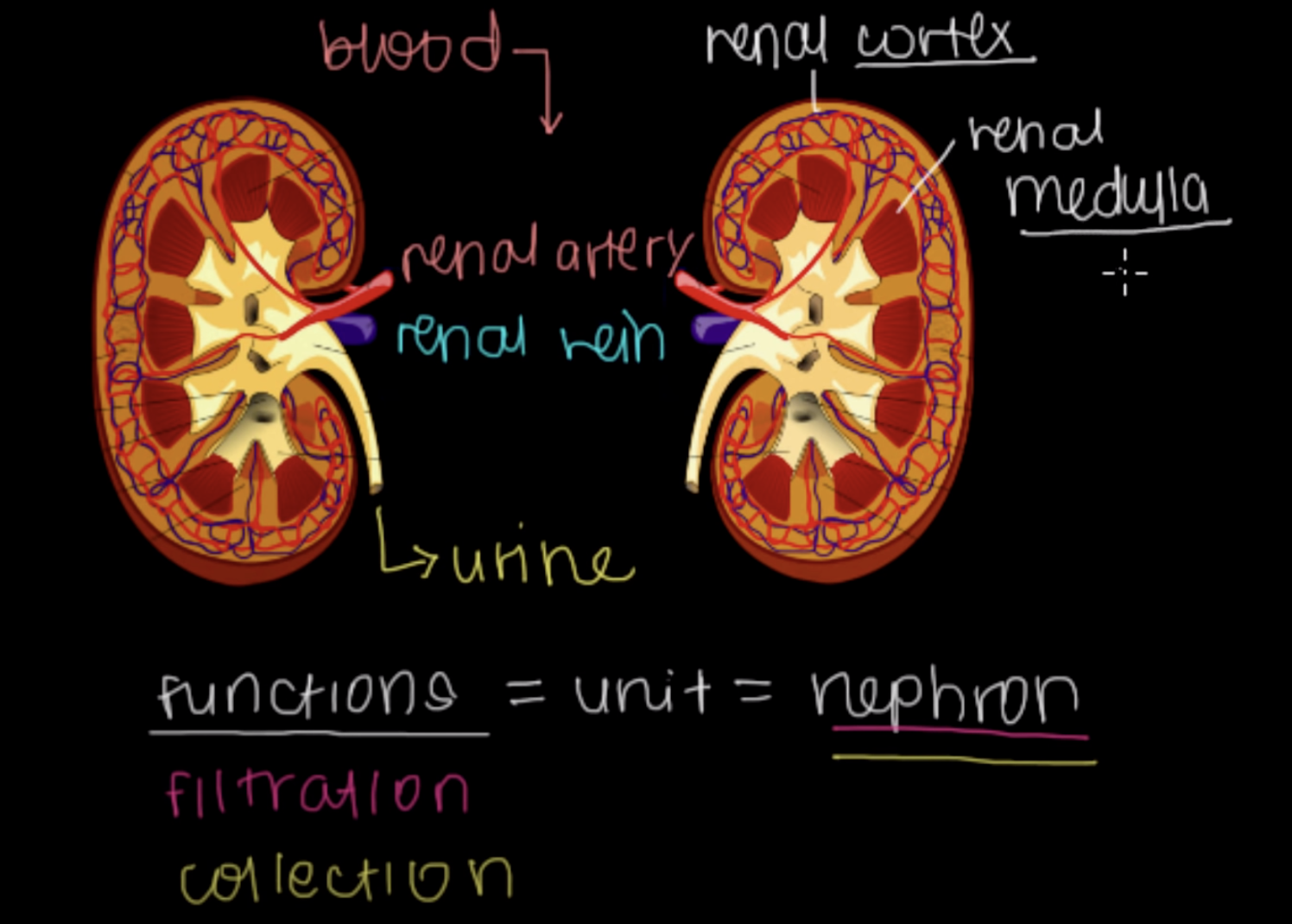 <p>Renal Medulla</p>