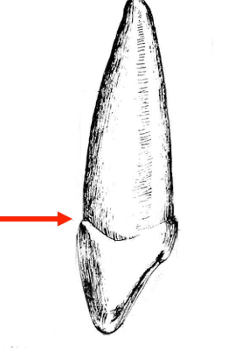 <p>Where enamel of crown and cementum of root meet</p>