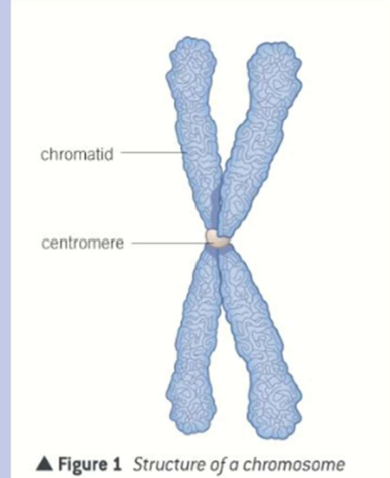 <p>correctly labelled chromosome </p>