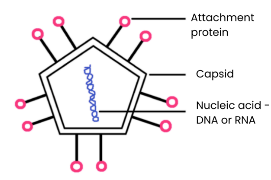 <p>Nucleic acids surrounded by a capsid (protein coat) <br>Attachment proteins allow attachment to specific host cells <br>Some are surrounded by a lipid envelope e.g. HIV <br>No cytoplasm/ other organelles </p>