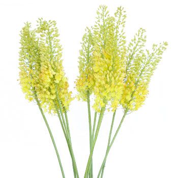 <p>foxtail lily </p>