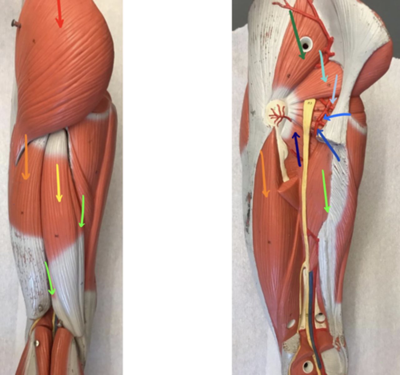 <p>ID the structure of the neon green arrow and its innervation.</p>