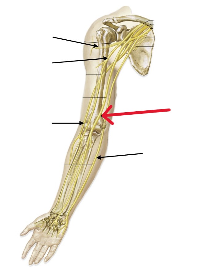 <p>Which nerve of the arm is:</p><ul><li><p><span>Runs down the center of the forearm</span></p></li><li><p><span>Between ulnar and radial nerve</span></p></li></ul><p></p>