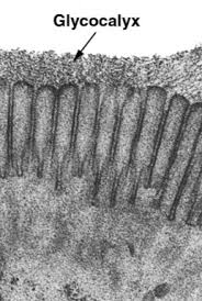 <p>¿Qué es el Glucocáliz y cuál es una de sus funciones?</p>