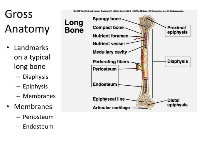 <p>Articular cartilage at ends - epiphyses (compact bone surrounding spongy bone) - diaphysis (compact bone)</p>