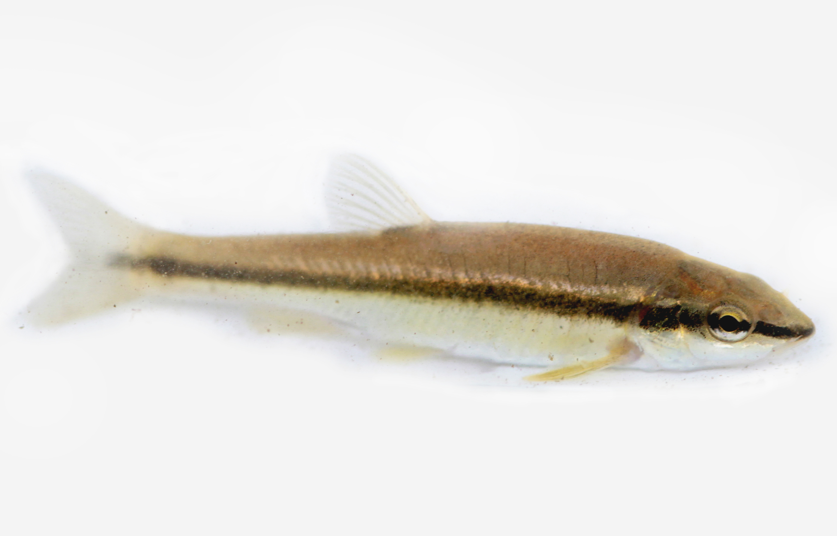 <p>Eastern Blacknose Dace - Family?</p>