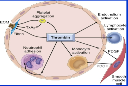 <p>Generates cross-linked fibrin (cleaves fibrinogen &amp; activates factor XIII)</p><p>Activates several other coagulation factors</p><p>Modulates several cellular activities</p><p>Directly induces platelet aggregation</p><p>Directly induces TxA2 production</p><p>Activates endothelial cells</p><p>Directly activates leukocytes</p>