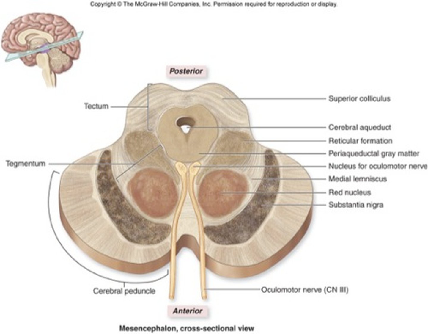 <p>ventral to tectum</p><p>contains reticular formation, tracts, periaqueductal gray, substantia nigra, red nucleus</p>