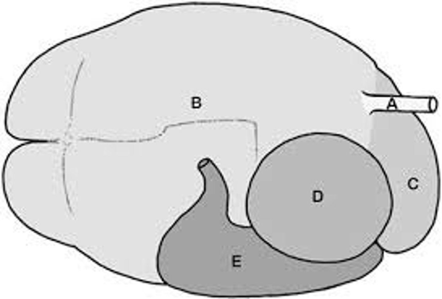 <p>Which compartment of the ruminant stomach is letter D?</p>