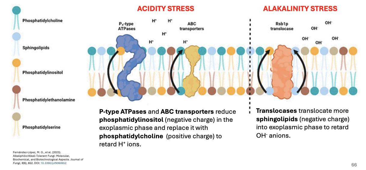 <ul><li><p><strong>Under acidity stress</strong></p><ul><li><p><strong>P-type ATPases &amp; ABC transporters </strong>(flippases)<strong> </strong>reduce <strong>phosphatidylinositol (-)</strong> in exoplasmic phase and replace this with <strong>phosphatidylcholine (+) </strong>and thus will <u>retard H+ ions</u></p></li></ul></li><li><p><strong>Under alkalinity stress</strong></p><ul><li><p><strong>Translocase</strong> (flippases) will translocate <strong>sphingolipids </strong>(-) to exoplasmic phase to <u>retard OH- anions</u></p></li></ul></li></ul><p></p>