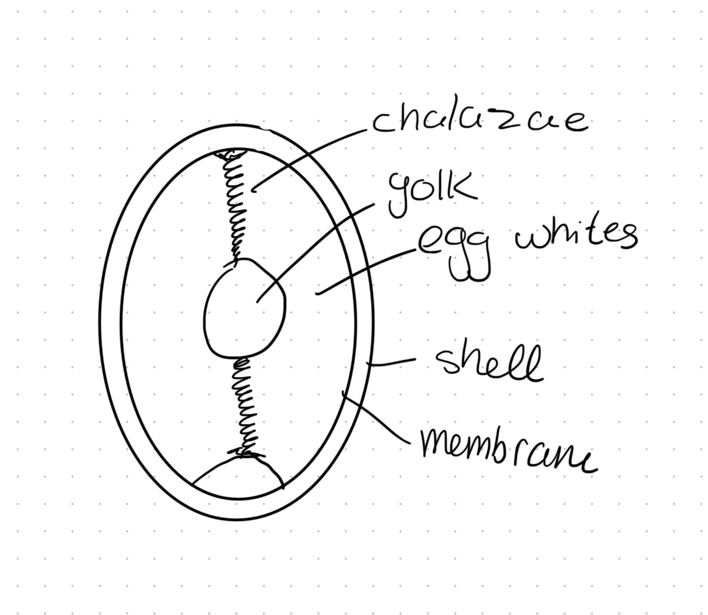 knowt flashcard image