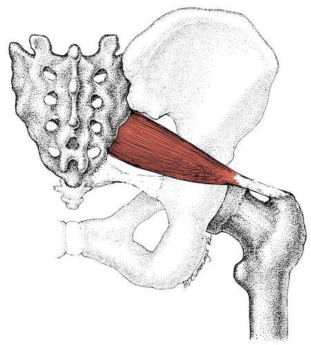 <p>piriformis</p>