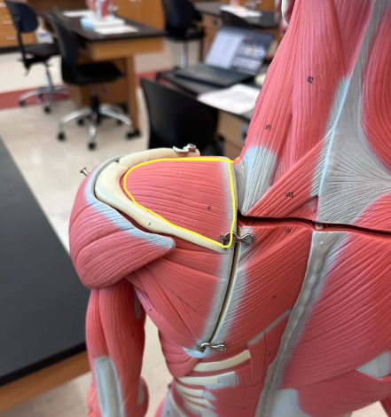 <p>What muscle is the yellow line indicating? What action does this muscle perform?</p><p>What is the origin and insertion of this muscle?</p>